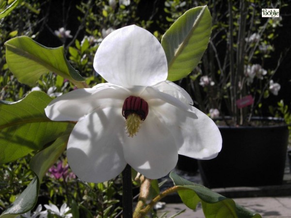 Magnolia sieboldii -Sommermagnolie-