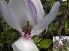 Magnolia soulangeana -Tulpenmagnolie-