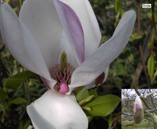 Magnolia soulangeana -Tulpenmagnolie-