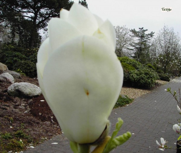 Magnolia soulangeana 'Lennei Alba' -Tulpenmagnolie-