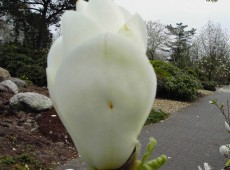 Magnolia soulangeana 'Lennei Alba' -Tulpenmagnolie-