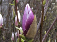 Magnolia soulangeana 'Lennei' -Tulpenmagnolie-