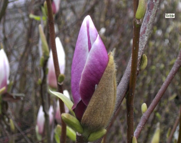 Magnolia soulangeana 'Lennei' -Tulpenmagnolie-