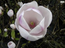 Magnolia soulangeana 'Sundew' ('Sundew Pickard`s')  -Tulpenmagnolie-
