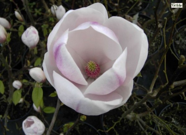 Magnolia soulangeana 'Sundew' ('Sundew Pickard`s')  -Tulpenmagnolie-