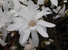 Magnolia stellata -Sternmagnolie-