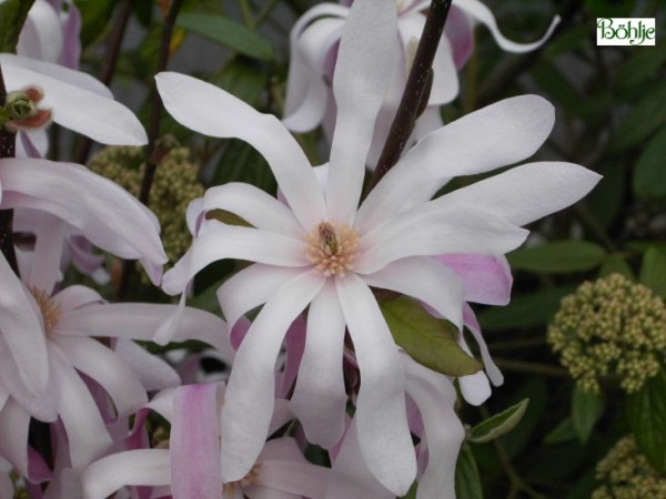 Magnolia stellata 'Rosea' 