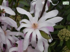 Magnolia stellata 'Rosea' 