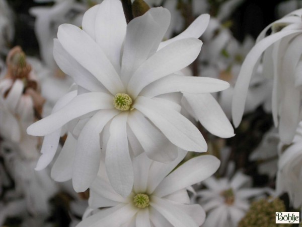 Magnolia stellata 'Royal Star'