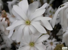 Magnolia stellata 'Royal Star'