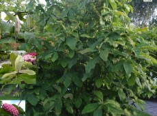 Magnolia tripetala -Schirmmagnolie-