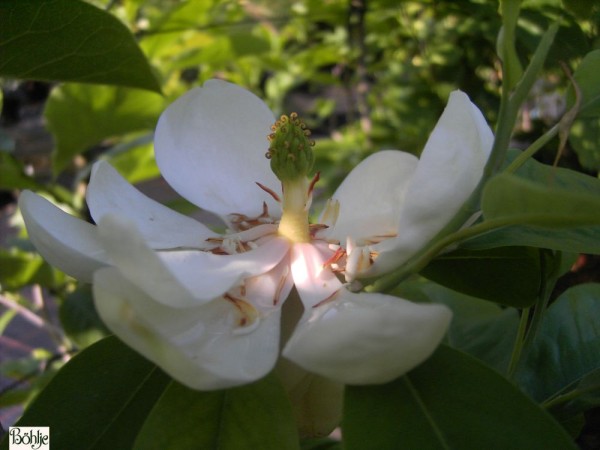 Magnolia virginiana -Sumpfmagnolie-