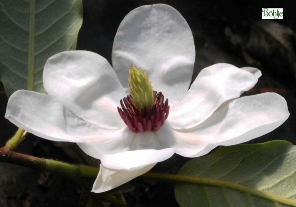 Magnolia wilsonii