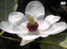 Magnolia wilsonii