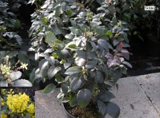 Mahonia aquifolium 'Apollo' 