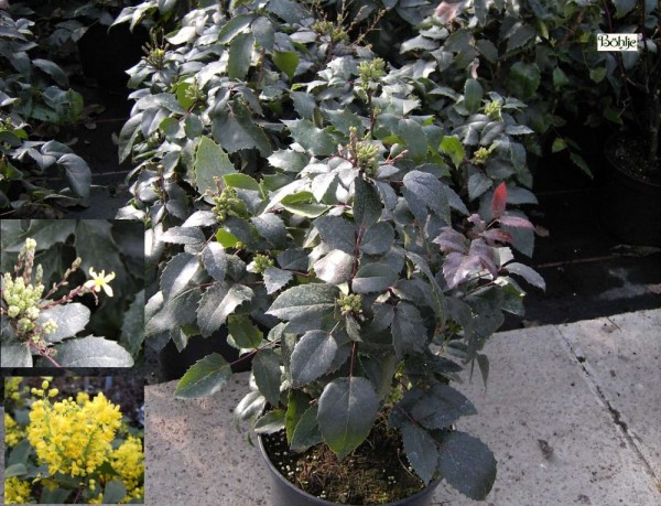 Mahonia aquifolium 'Apollo' 