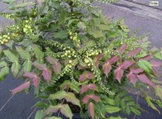 Mahonia media 'Winter Sun' -Schmuckmahonie-