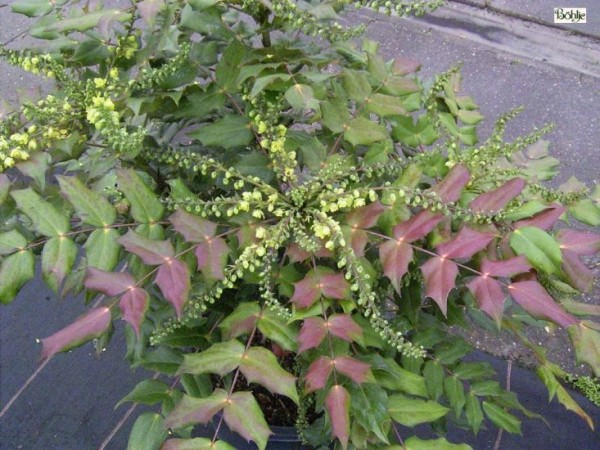 Mahonia media 'Winter Sun' -Schmuckmahonie-