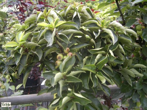 Malus 'Pom Zai'® -Zierapfel-