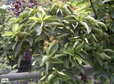 Malus 'Pom Zai'® -Zierapfel-