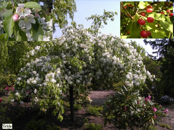 Malus 'Red Jade' -Hängezierapfel-