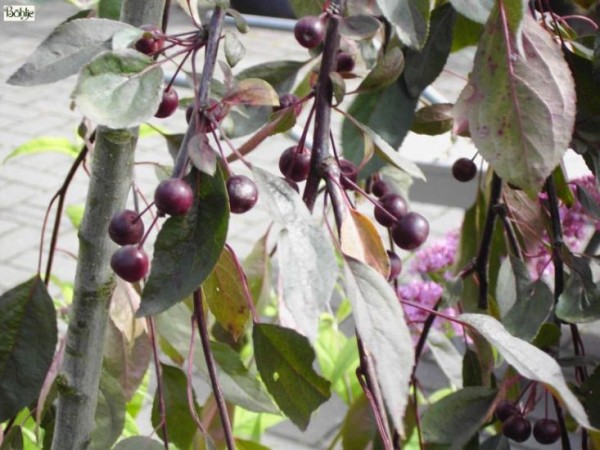 Malus 'Royal Beauty' -Zierapfel-