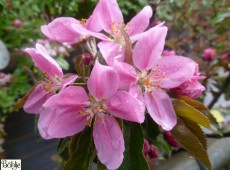 Malus 'Rudolph'