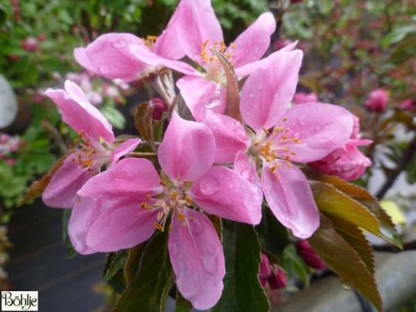 Malus 'Rudolph'