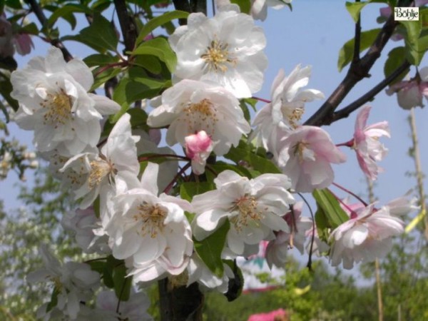 Malus 'Van Eseltine' -Zierapfel-