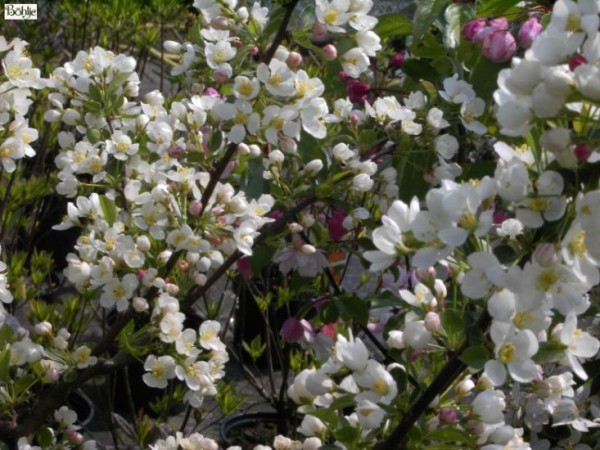 Malus toringo 'Tina' -Zierapfel-