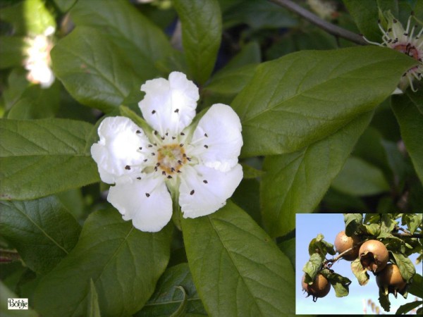 Mespilus germanica -echte Mispel-