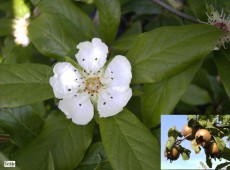 Mespilus germanica -echte Mispel-