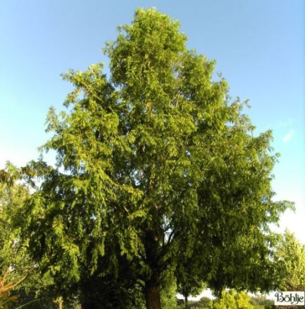 Metasequoia glyptostroboides  -Urweltmammutbaum / chinesisches Rotholz-