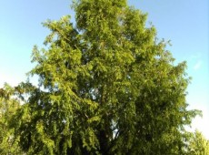 Metasequoia glyptostroboides  -Urweltmammutbaum / chinesisches Rotholz-