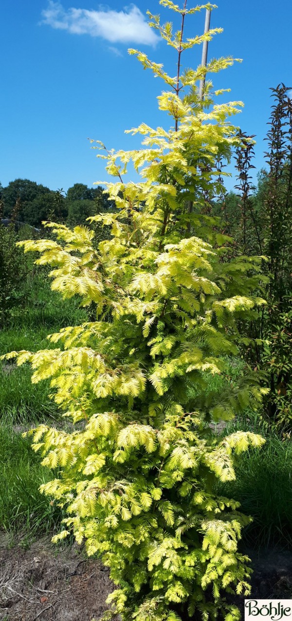 Metasequoia glyptostroboides 'Goldrush' -gelber Urweltmammutbaum / chinesisches Rotholz-