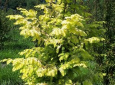 Metasequoia glyptostroboides 'Goldrush' -gelber Urweltmammutbaum / chinesisches Rotholz-