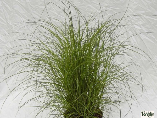 Miscanthus sinensis 'Kleine Silberspinne' -Chinaschilf-