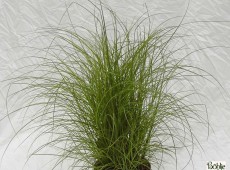 Miscanthus sinensis 'Kleine Silberspinne' -Chinaschilf-