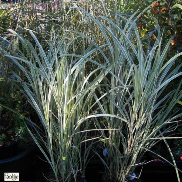 Miscanthus sinensis 'Variegatus' -Chinaschilf-