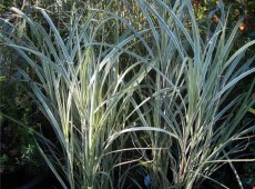 Miscanthus sinensis 'Variegatus' -Chinaschilf-