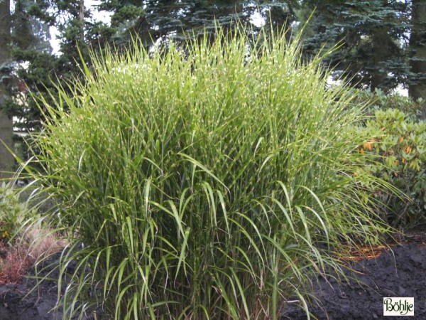 Miscanthus sinensis 'Zebrinus' -Chinaschilf-