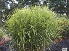 Miscanthus sinensis 'Zebrinus' -Chinaschilf-