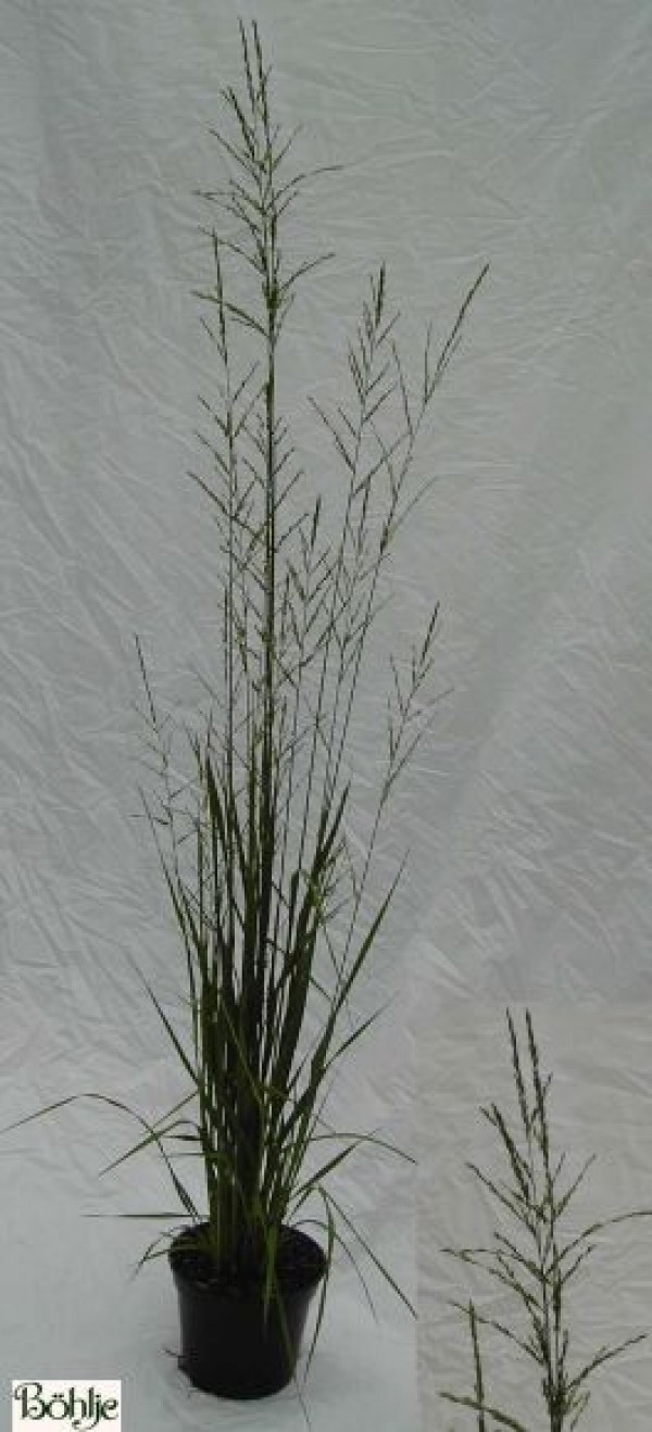 Molinia arundinacea 'Karl Förster' -Riesen Pfeifengras-