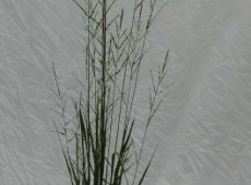 Molinia arundinacea 'Karl Förster' -Riesen Pfeifengras-