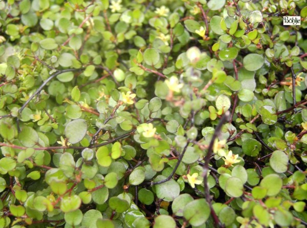 Muehlenbeckia axillaris (Heidekrautgewächs)