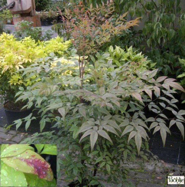 Nandina domestica -heiliger Bambus / Himmelsbambus-