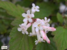 Neillia thibetica -tibetische Traubenspiere-