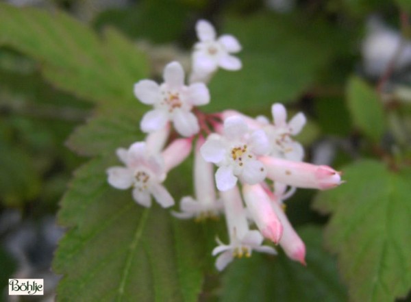 Neillia thibetica -tibetische Traubenspiere-