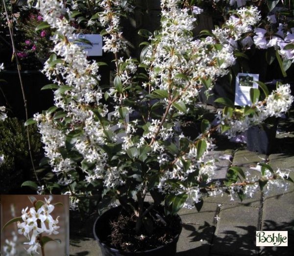 Osmanthus burkwoodii -Duftblüte-