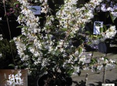 Osmanthus burkwoodii -Duftblüte-